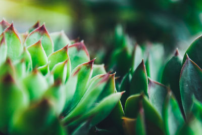 Close-up of succulent plant leaves