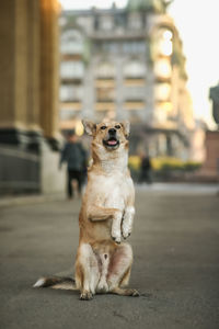 Dog sitting on road