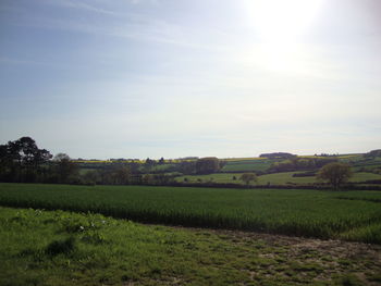 Scenic view of grassy field against sky