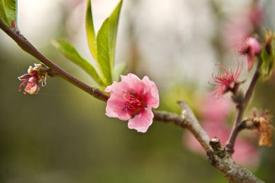 Close-up of pink flowers on branch