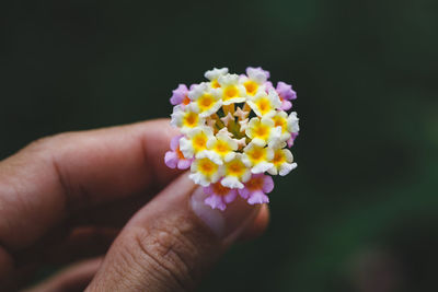 Cropped hand of person holding flowers outdoors