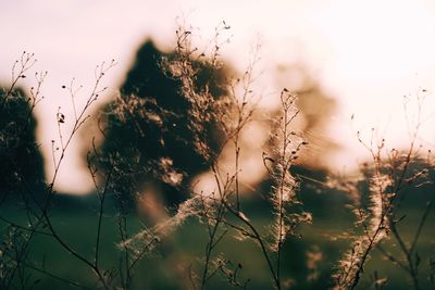 Close-up of dry plants against sky during sunset