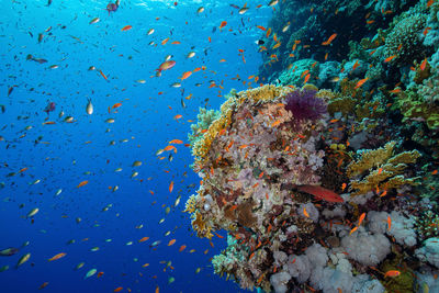 Fish swimming in sea