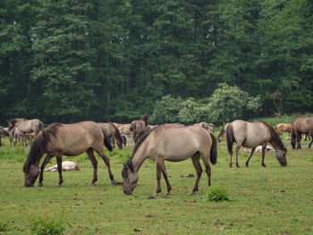 Wild horses in germany