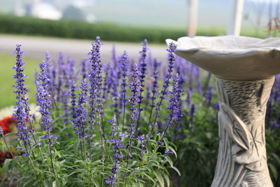 Close-up of purple flowering plants on field