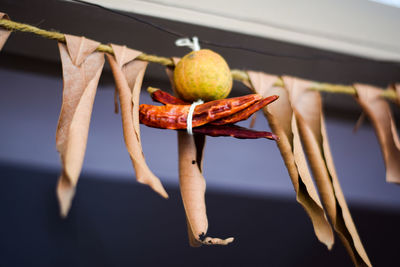 Close-up of fruits hanging on plant