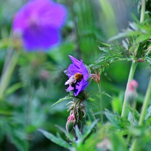 Close-up of honey bee on purple flowering plant