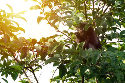 Low angle view of monkey on tree