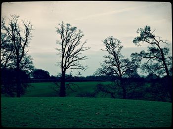 Trees on grassy field