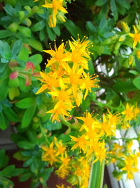 Close-up of yellow flower