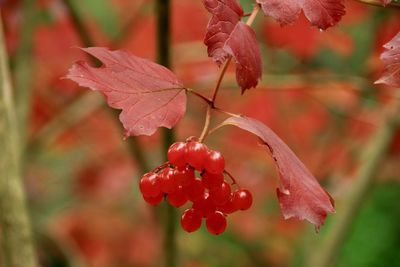 Close-up of red berries growing on plant during autumn