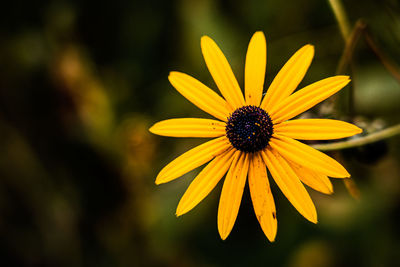 Close-up of yellow daisy flower