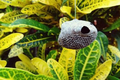 Close-up of a lizard on plant