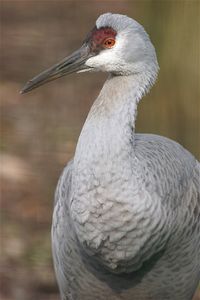 Close-up of sandhill crane