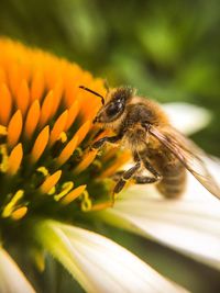 Macro shot of bee pollinating on flower