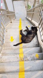 High angle view of dog on yellow steps