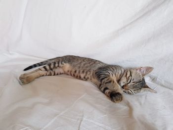 High angle view of cat sleeping on bed