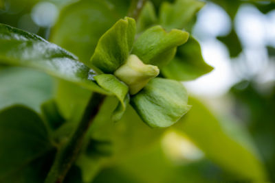 Close-up of green plant