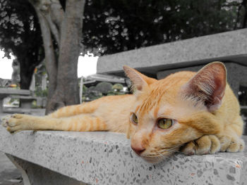 Portrait of ginger cat lying down