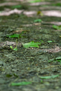 Surface level of dry leaves on field