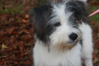 Close-up portrait of dog