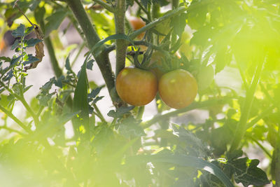 Low angle view of fruits hanging on tree