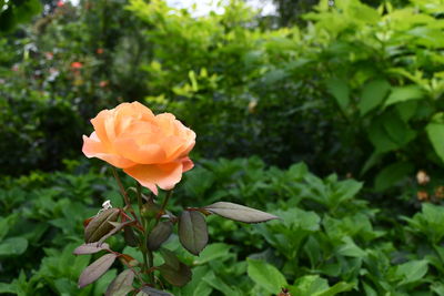 Close-up of rose plant