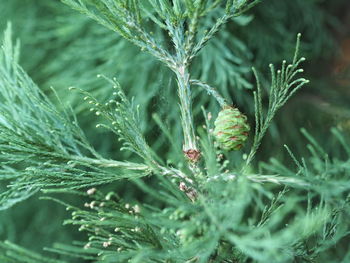 Close-up of pine cone on plant