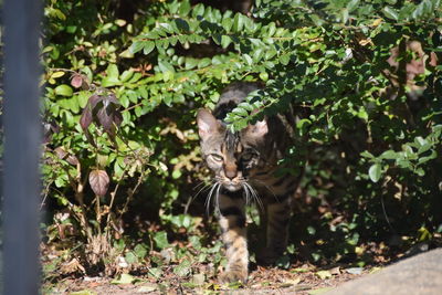 Cat by plants