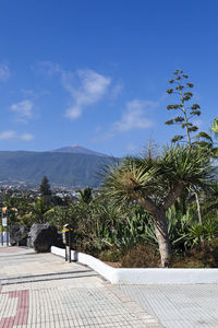 Scenic view of palm trees against blue sky