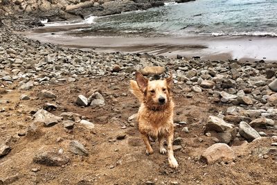 Portrait of dog on beach