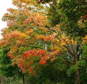 Trees in forest