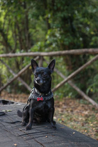 Portrait of dog