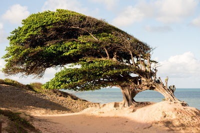 Tree on beach against sky