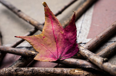 Close-up of maple leaf on tree