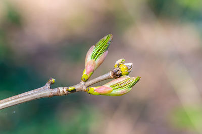 Close-up of insect on flower