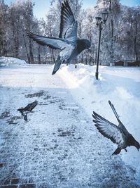 Seagulls flying in snow