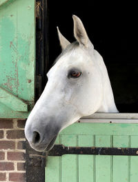 Close-up of white horse in stable