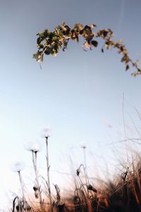 Close-up of flowers growing in field against sky