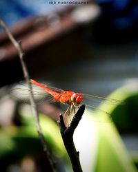 Close-up of dragonfly on leaf