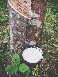 High angle view of tree stump on field