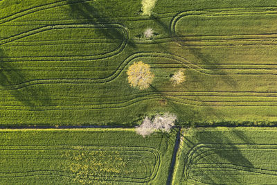 Full frame shot of agricultural field