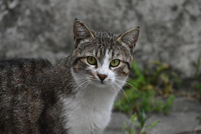 Close-up portrait of tabby cat