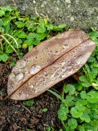 High angle view of leaf on ground