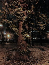 Illuminated trees against sky at night