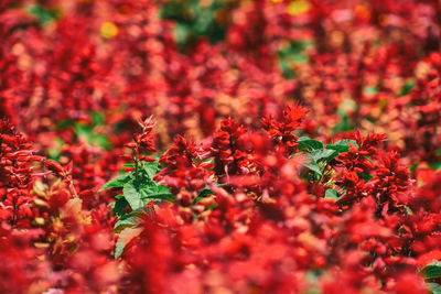 Close-up of pink flowers