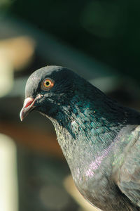 Pigeon with brown eyes. this bird is a type of livestock bird. 