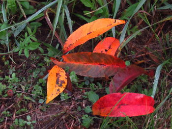 Close-up of orange leaf on field