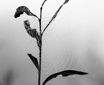 Close-up of water drops on spider web