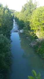 Scenic view of river amidst trees in forest